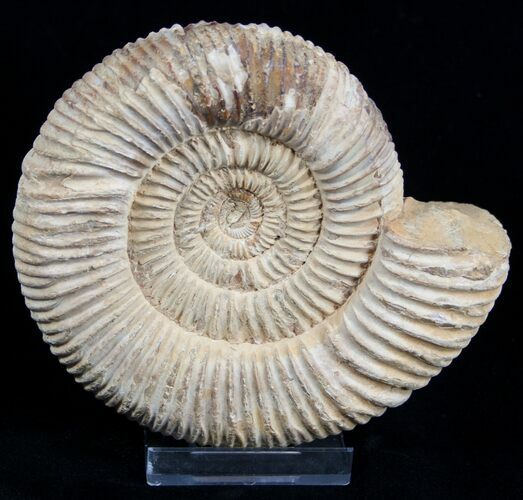 Inch Perisphinctes Ammonite - Jurassic #1944